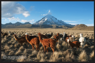 Aymara Indians. To live this high and weave this beautifully is truly remarkable! 12,500 ft. above sea level is the base elevation of the Altiplano region of Bolivia. This makes it the  ...