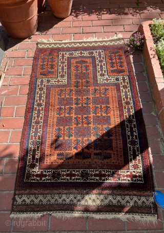 19th century Baluch prayer rug with a very unusual dyed camel field.  The "apricot" colored camel field is quite attractive. It must be the result of a light madder dye bath  ...