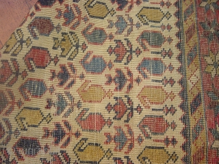 prety  shirwan carpet , ends are restored 
                        