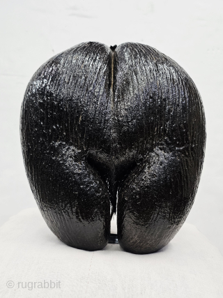Coco De Mare , Coconut for Tantrik Worship,Composed of Two Coconuts shells that grow in this form.Probably from Seychelles Island.
C.1900 (20250814_114517).  Please Email me at kutcharts1@gmail.com      