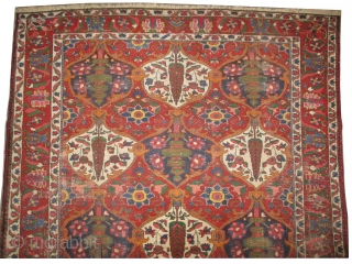 



Baktiar Persian, knotted circa in 1922 antique, 302 x 214 (cm) 9' 11" x 7'  carpet ID: P-6000
The black knots are oxidized, the knots are hand spun wool, allover geometric design,  ...