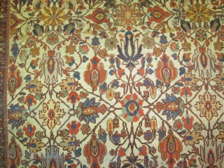 
Ziegler-Mahal Persian circa 1905. Antique. Size: 390 x 270 (cm) 12' 9" x 8' 10"  carpet ID: P-5201 
vegetable dyes, the black color is oxidized, the knots are hand spun wool,  ...