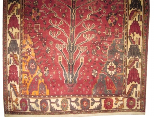 


Gabbeh Nomad Persian semi antique, 162 x 111 cm,  carpet ID: T-576
The knots are hand spun lamb wool, tree of life design, the edges are finished with 2cm kelim, the shirazi  ...