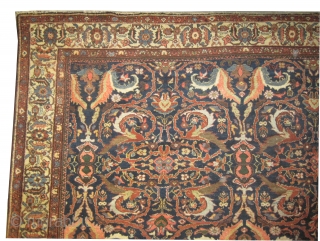  
Ziegler-Mahal Persian circa 1900, antique, , Size: 358 x 293 (cm) 11' 9" x 9' 7"  carpet ID: P-1335 
vegetable dyes, the knots are hand spun lamb wool, the black  ...