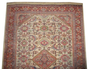Mahal Persian knotted circa in 1916 antique, 293 x 202 cm 
 carpet ID: P-5996
The black knots are oxidized, the knots are hand spun wool, the background color is ivory. The center  ...