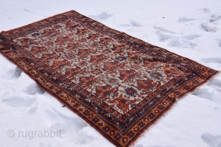 So-called Dragon & Phoenix Afshar: complete, beautiful & untouched. Some low pile/wear towards the center, minor damage towards lower end (see pics). Well drawn and early enough, I decided to offer it  ...