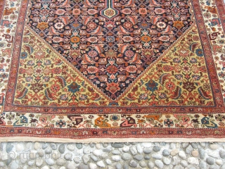 288 x 150 cm is the size of this antique BIDJAR-Kurdi. Knotted very fine.
Bejinning XX century. Perfect conditions, and very beautiful colours.
All original antique persian piece.
====  THIS PIECE HAS BEEN SOLD  ...