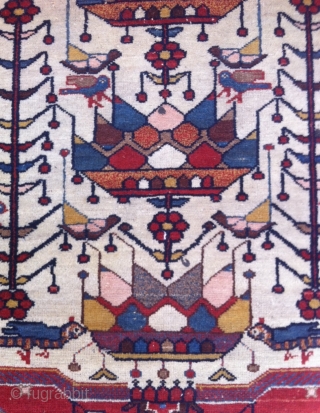 Apples and Pears , Varamin district Rug so called Saveh ! NW Iran.
Size : 149x112cm                  