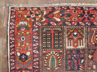 Garden Bahktiari. 5 ft 3 inches x 7 ft 1 inches. Decorative old rug with lots of yellow. Interesting green strip outide the outer boarder. Low but even pile with no foundation  ...