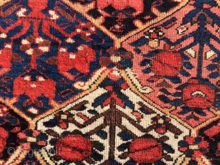 Local Find: A 1920's super fine Bakhtiari rug measuring 6'6"x 5'2" with over 400 knots per square inch.  Has one small area showing foundation (see picture), but other than that, rug  ...