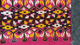 Turkoman pink color chirpy.