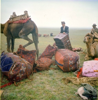Shahsavan Heris region, wool on cotton pile bedding bag side panel. Mostlt natural colors, Circa 1920-1930s - size: 44" X 17" -- 113 cm X 44 cm      