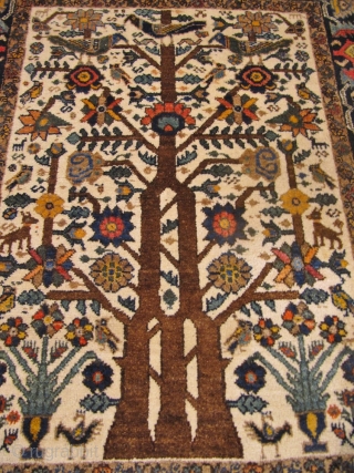 Antique Neiriz tree of life rug from Southpersia. Such a finely drawn design is very unusual for a tribal rug. Size: 156x123cm / 5'2''ft x 4'1''ft, very good condition, age: circa 1900.  ...