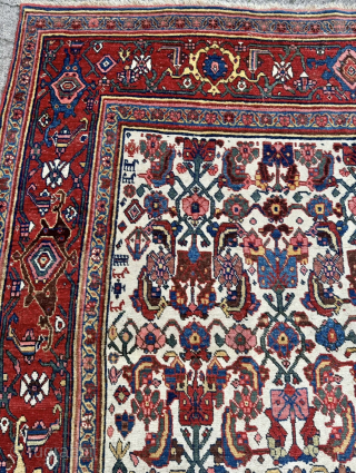 Antique Persian Bidjar Gerrus rug, circa 150 years old. Beautiful ivory field color. Wool foundation. Size circa 335x175cm / 11ft by 5,8ft http://www.najib.de          