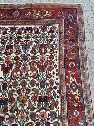 Antique Persian Bidjar Gerrus rug, circa 150 years old. Beautiful ivory field color. Wool foundation. Size circa 335x175cm / 11ft by 5,8ft http://www.najib.de          