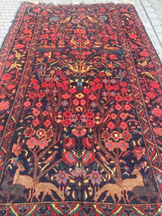 Antique Persian Bakhtiary village rug displaying a tree of life design with lot of animals, wool foundation. Age: late 19th century, size: ca. 370x210cm / 12'1''ft x 6'8''ft good condition   