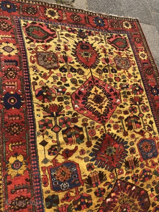 Antique Luri Bakhtiary tribal rug from the 19th century, beautiful yellow ground color, wool foundation. Size: 390x174cm / 12'8''ft x 5'7''ft, good condition.          