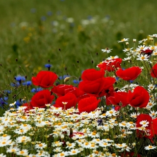 A bunch of flowers of the spring, taken by a bakhtiari women. Wonderful, saturated, deep colors with striking pinks and yellow spots... Some lower spot in the browns, otherwise good, juicy pile  ...