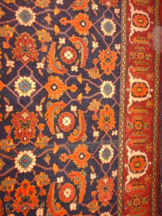 Name:        Herat Perpedil Kuba

Category:     Caucasian

Origin:        Azerbaijan

Age:          ...