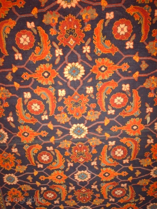 Name:        Herat Perpedil Kuba

Category:     Caucasian

Origin:        Azerbaijan

Age:          ...