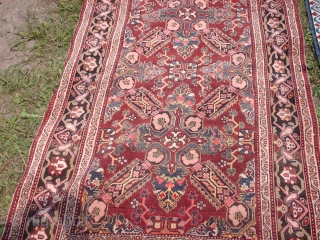 Name:         Zeykhur Kuba
Category:      Caucasian
Origin:       Azerbaijan
Age:          ...