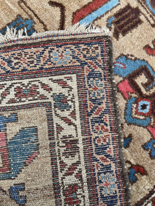 Good looking Hamadan Kurdishbaft all wool camel hair ground with striking flock of peacocks, as the bird has a high place in Kurdish culture. Lively colors great wool quality…
Acquired from a collector ...