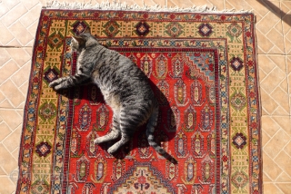 An antique  Chila Shirvan rug, Baku region, SE Caucasus. 6.7ft x 4 ft. Around 1900. The design with a small stepped ivory medallion, surrounded by boteh motifs on a red madder  ...