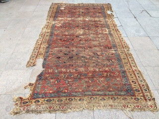 Iraq Mosul  Kurdish rug 18th century    size 310x160cm                     