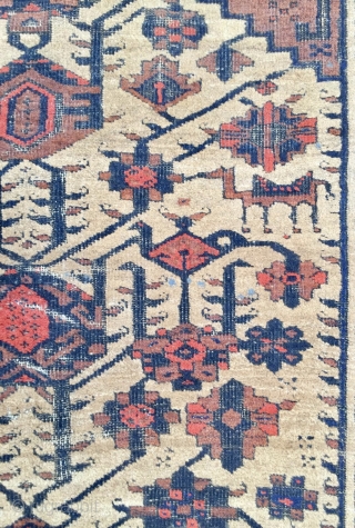 Beluch Carpet                               