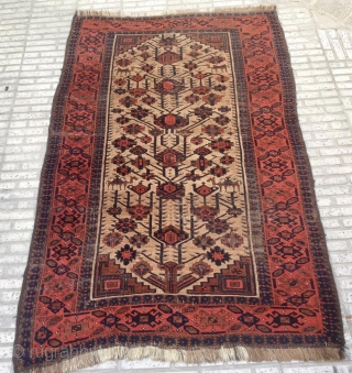 Beluch Carpet                               