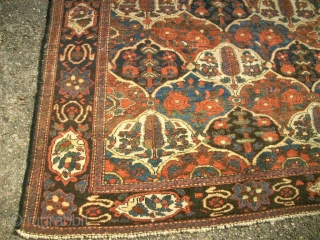 antique Bachtiari. Size: 146 x 191 cm. Organic Colors. Fine knotting. Thin pile.                    