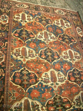 antique Bachtiari. Size: 146 x 191 cm. Organic Colors. Fine knotting. Thin pile.                    