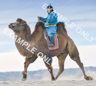 Mongolian under-saddle rug for use with a camel, made sometime between 1900 and circa 1920 - probably in the Baotou-Suiyuan region of China - with cotton warp and weft. Size 132cm x  ...