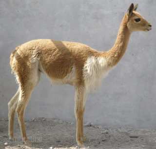 An exemplary ceremonial poncho from the Charazani village area, Department of La Paz, Bolivia, South America. The tan camelid fibre used in this piece comes from the Vicuna, a relative of the  ...