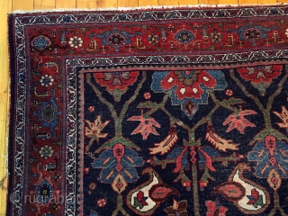 Old Bidjar rug with classic design. Beautiful colors and nice size. As found from local home with overall low pile. Original selvages, unraveling a bit. Reasonably clean. Not high pile but still  ...