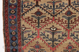 antique nw persian or kurdish camel ground rug. Interesting slightly eccentric variation of classic shrub design. Mostly good thick pile, couple small hard to see old sewn up spots. Good colors. Clean.  ...