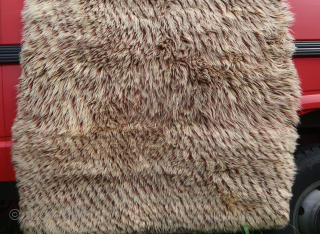 Unique and beautiful long pile moroccan? rug (180 cm. x 125 cm. / 6 ft. x 4,1 ft.)
Possibly reduced in lenght, uneven wear, heavier than a bear's skin. More pictures and details ...