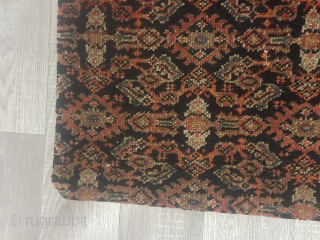 A beautiful carpet cousin                             