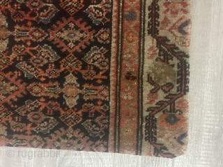 A beautiful carpet cousin                             