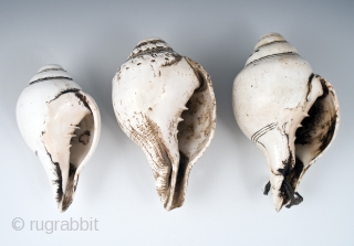 Conch shell trumpets, Himalayas. 19th century.
Sold separately.

Left: 7" (17.2 cm) long    
Center: 6" (15.2 cm) long    
Right: 7.5" (19 cm) long    
  